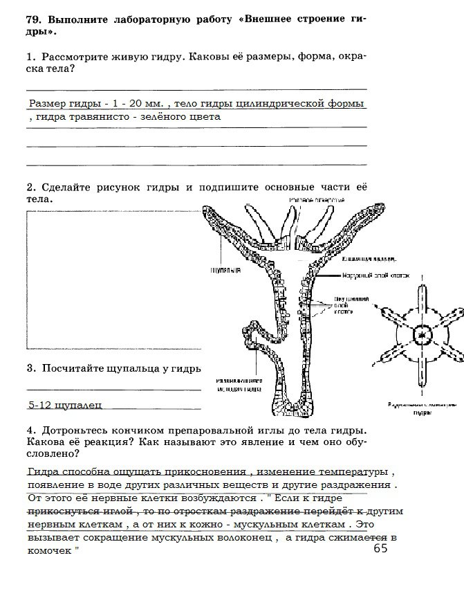 Как найти настоящую кракен даркнет ссылку