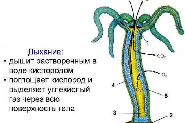 Кракен как зайти